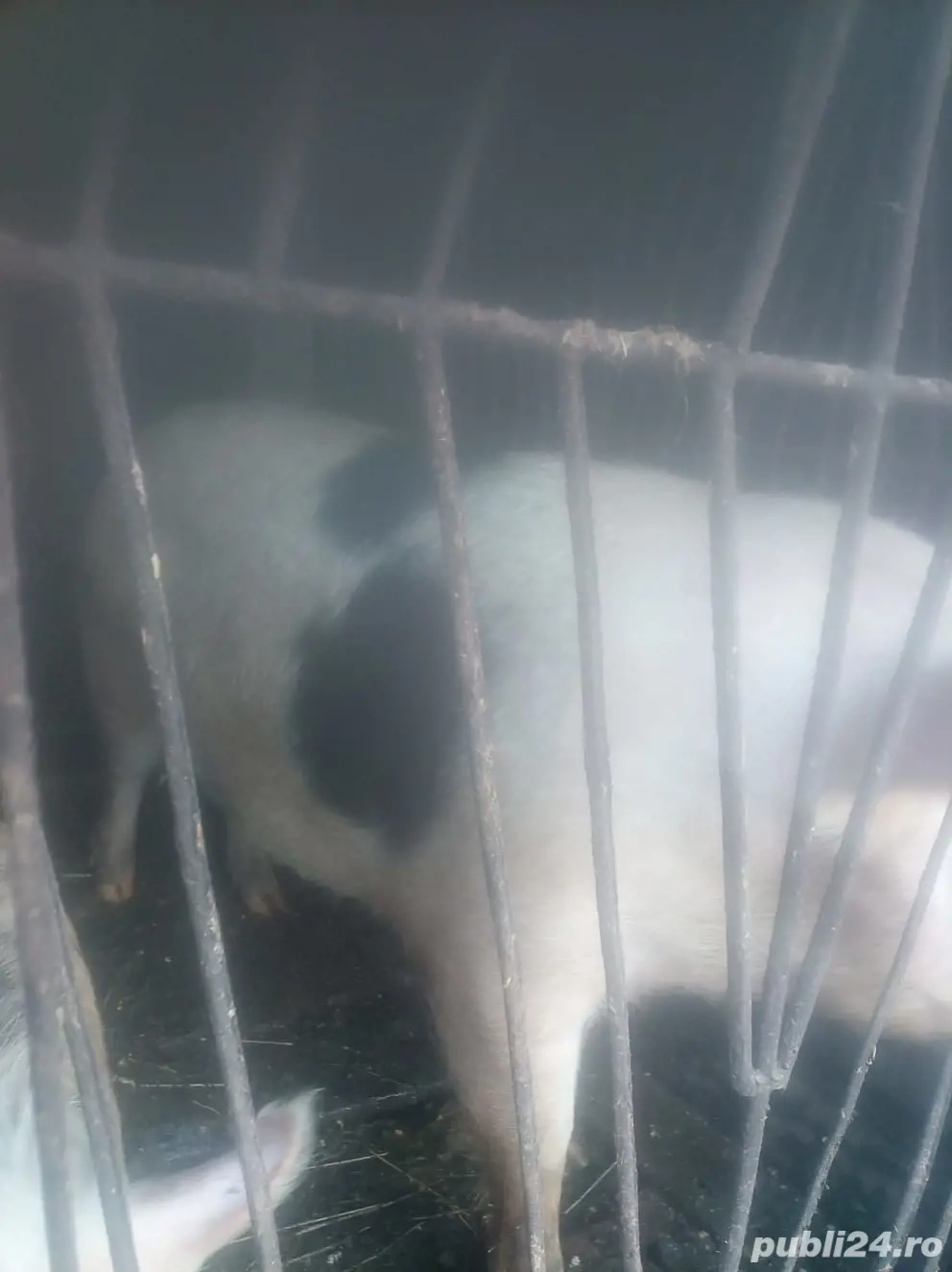 Vand porc gras in comuna SICHEVITA. Greutate 200 kg. Pret fix 2.500 ron.