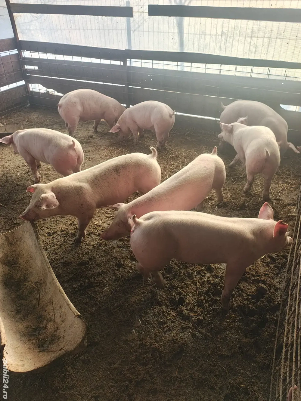 Vând purcei de rasa in jur de 50 kg