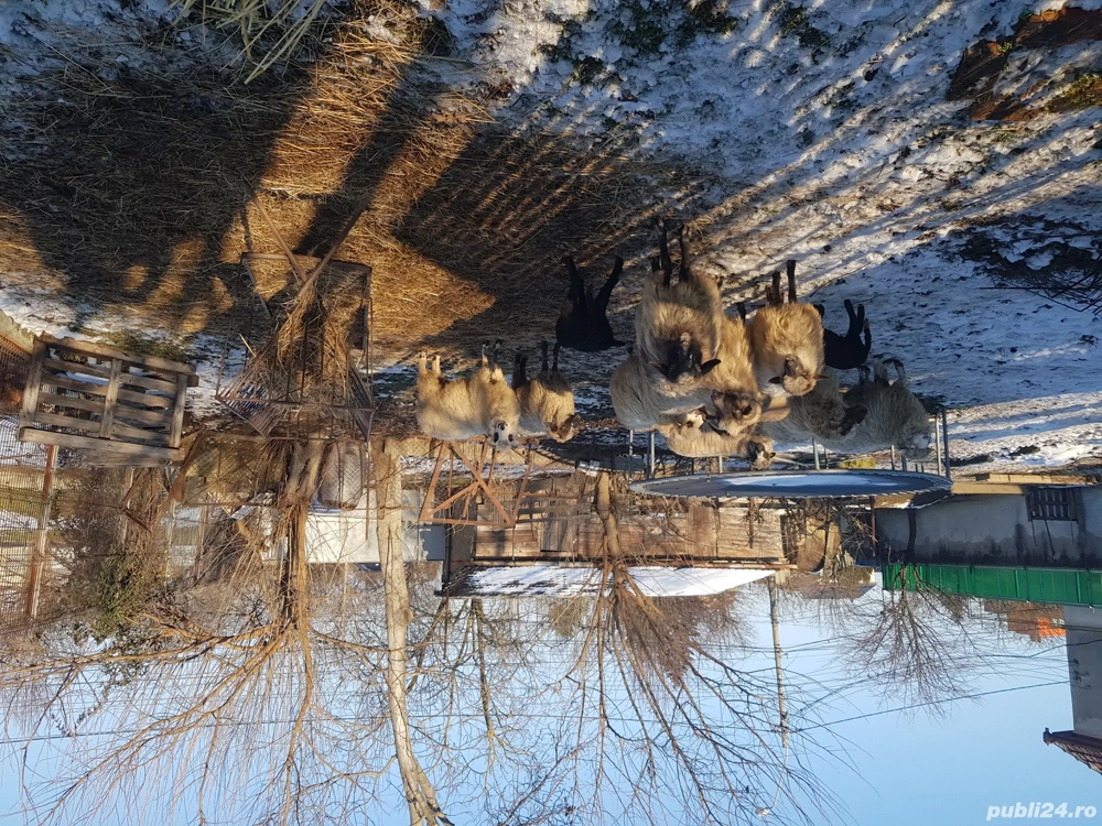 Vând 9 oi 
