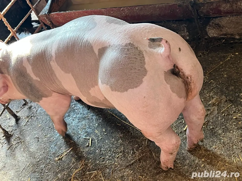 porci pietran de vanzare   