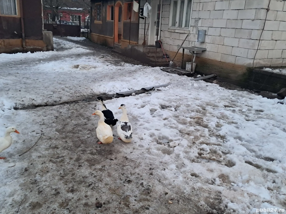 vând rațe mute și măcănitoare 