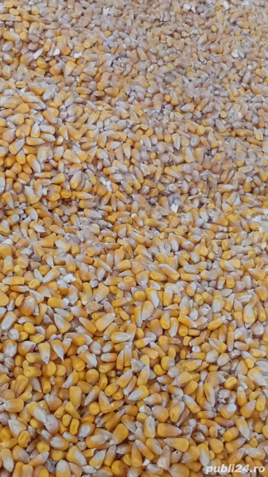 Boabe de porumb și grau
