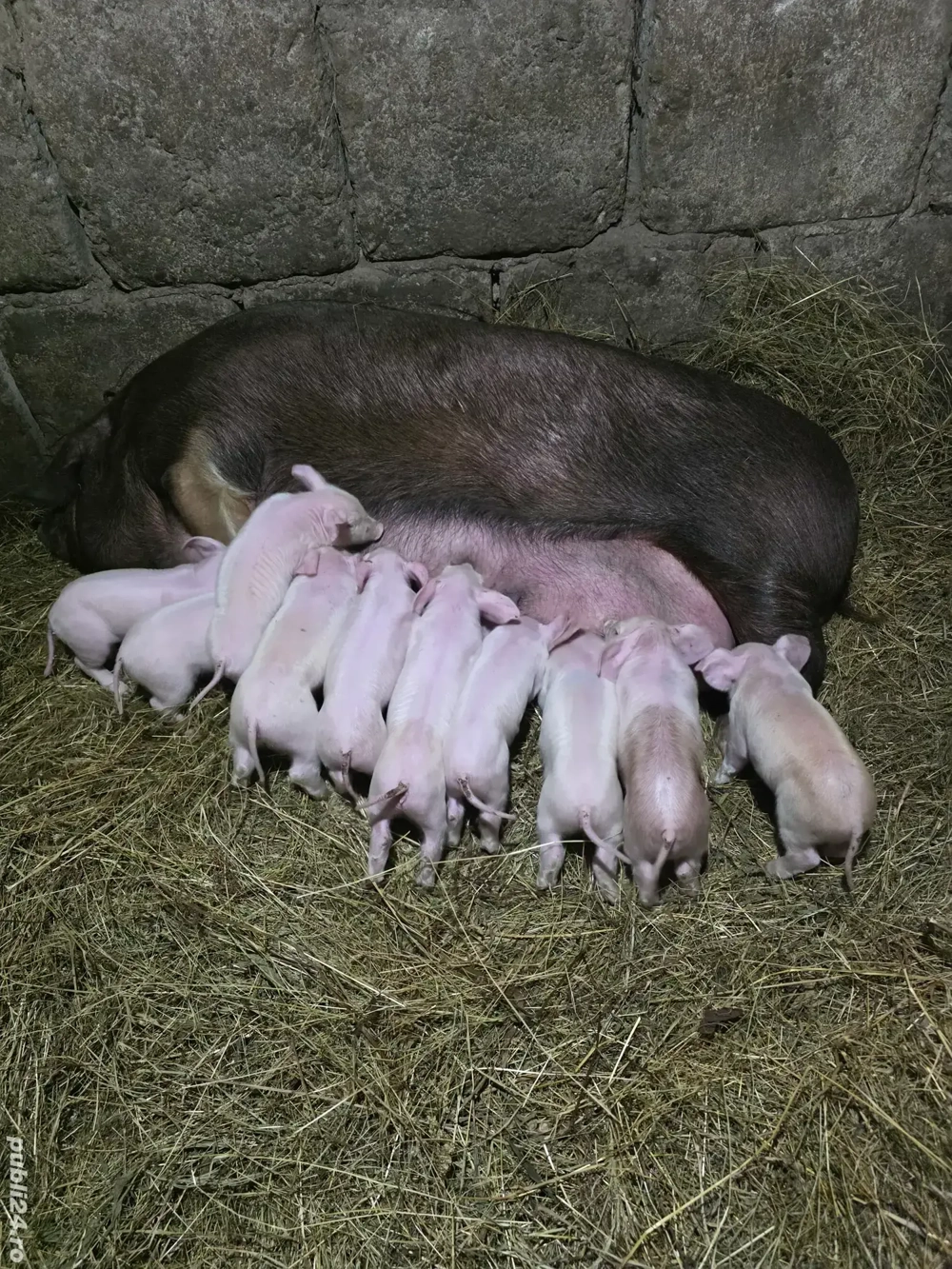 vand scroafa cu 10 purcei. 