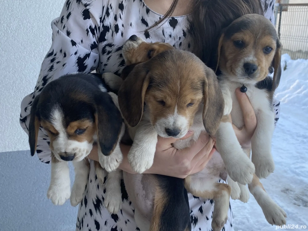 Beagle rasa pura 3 fetițe și 3 băieți 