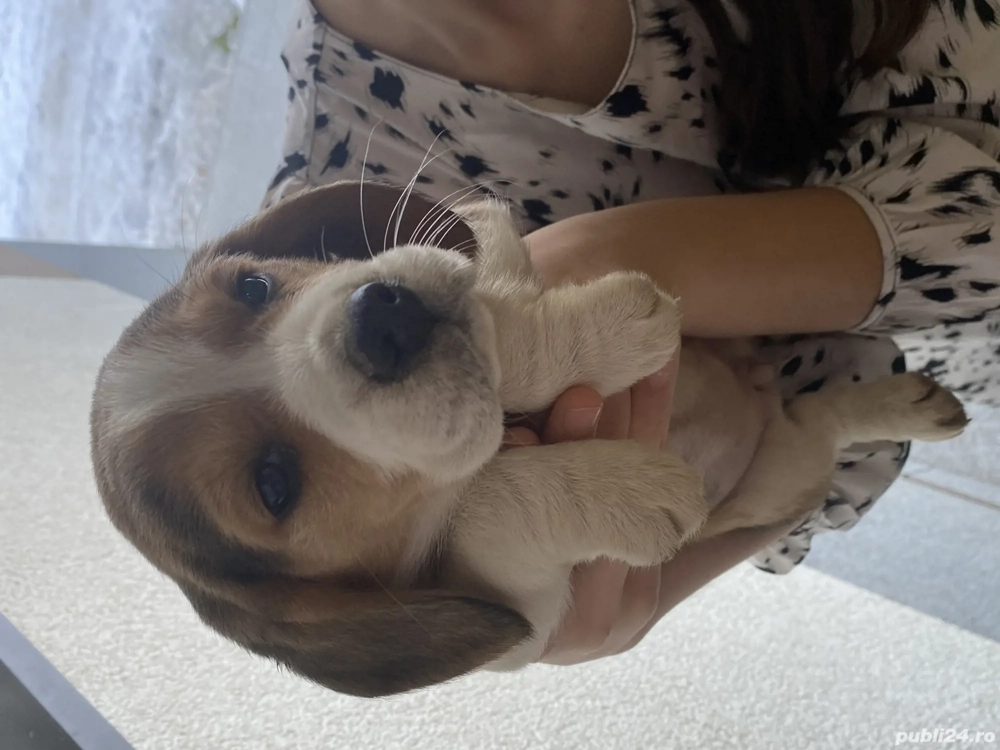 Beagle original 2 femele 1 mascul 