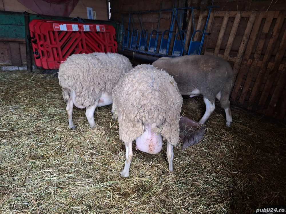 Vand 2 oi lacaune si un berbecut