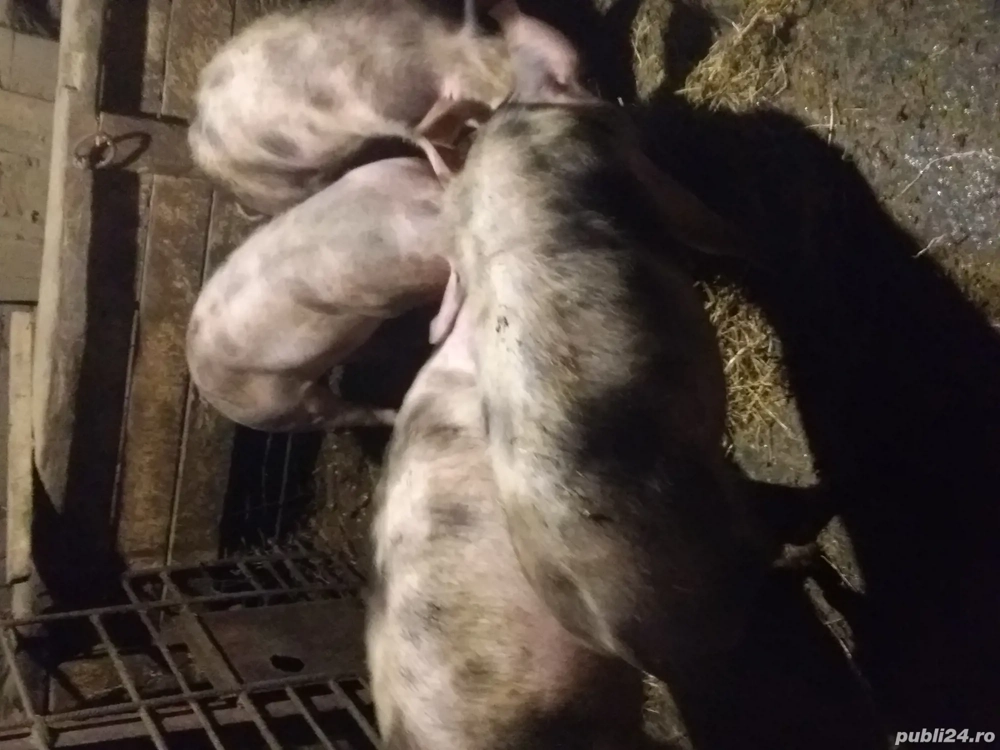 Grăsuni de vânzare