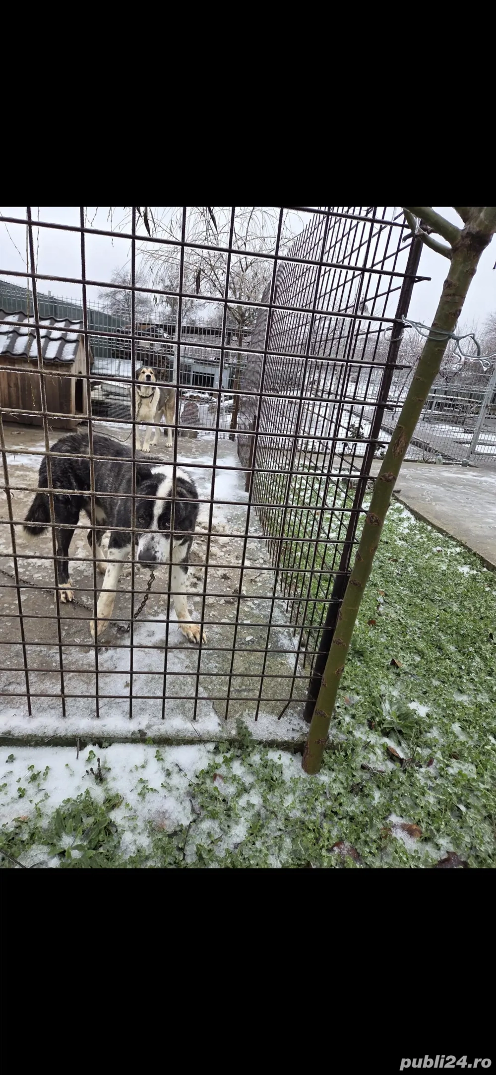 Femela ciobanesc de asia centrala