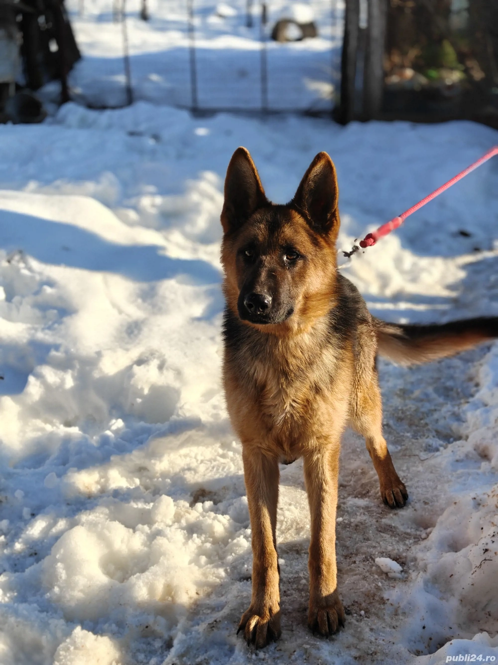 Mascul Ciobanesc german!