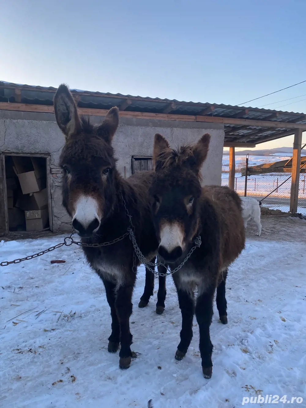 vand doua magarite tinere 