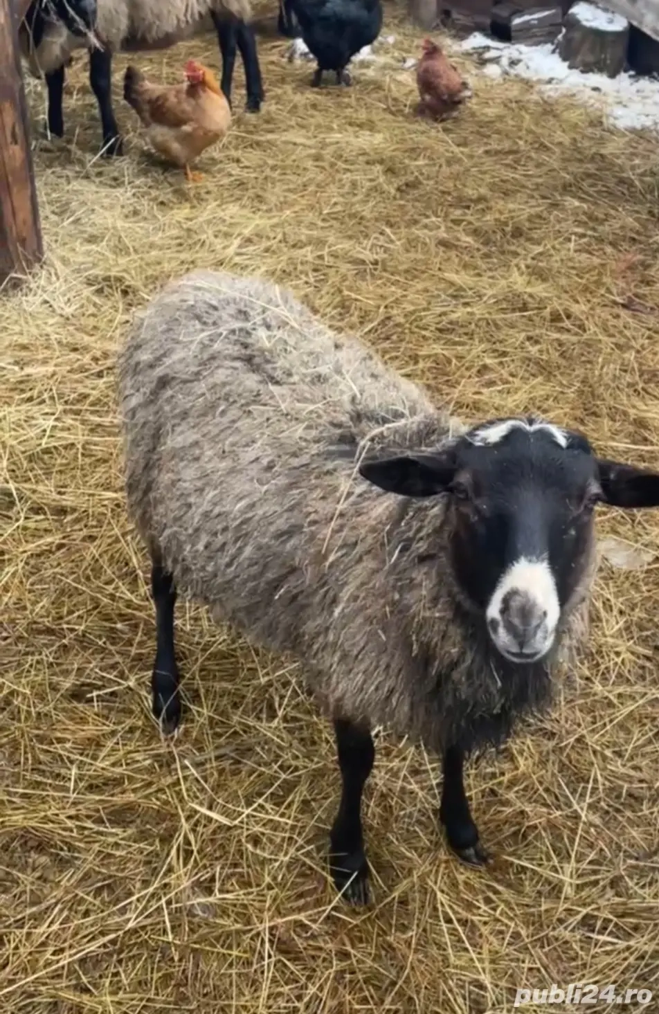 Vând Berbecut sau schimb pe mială