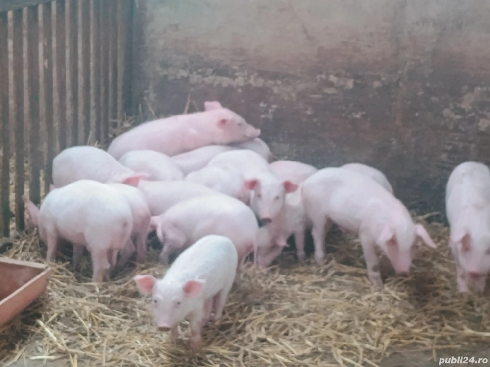 Purcei de vânzare 