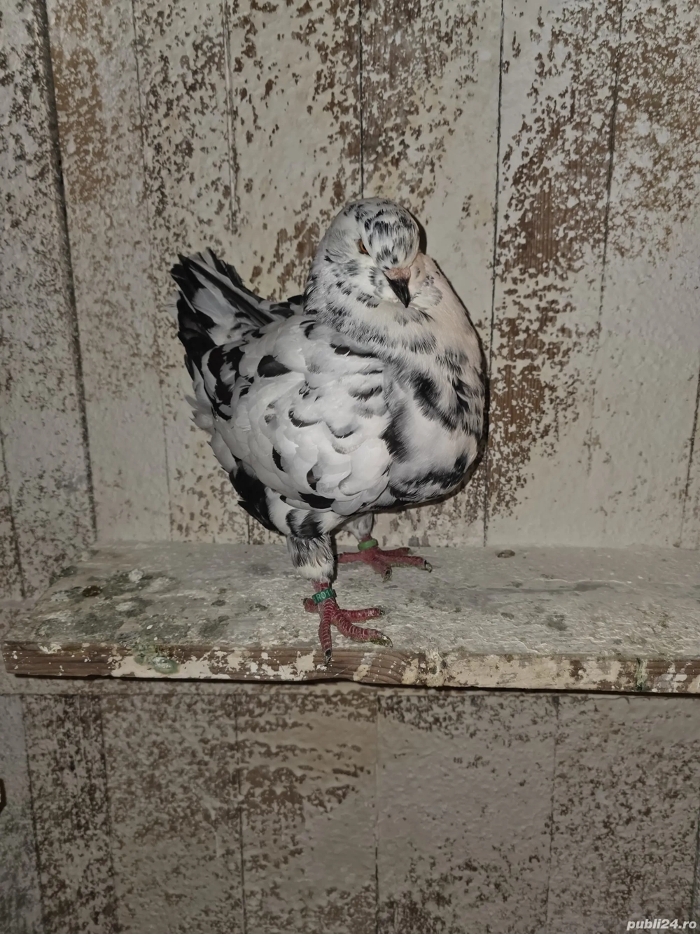 De vanzare porumbei kingi