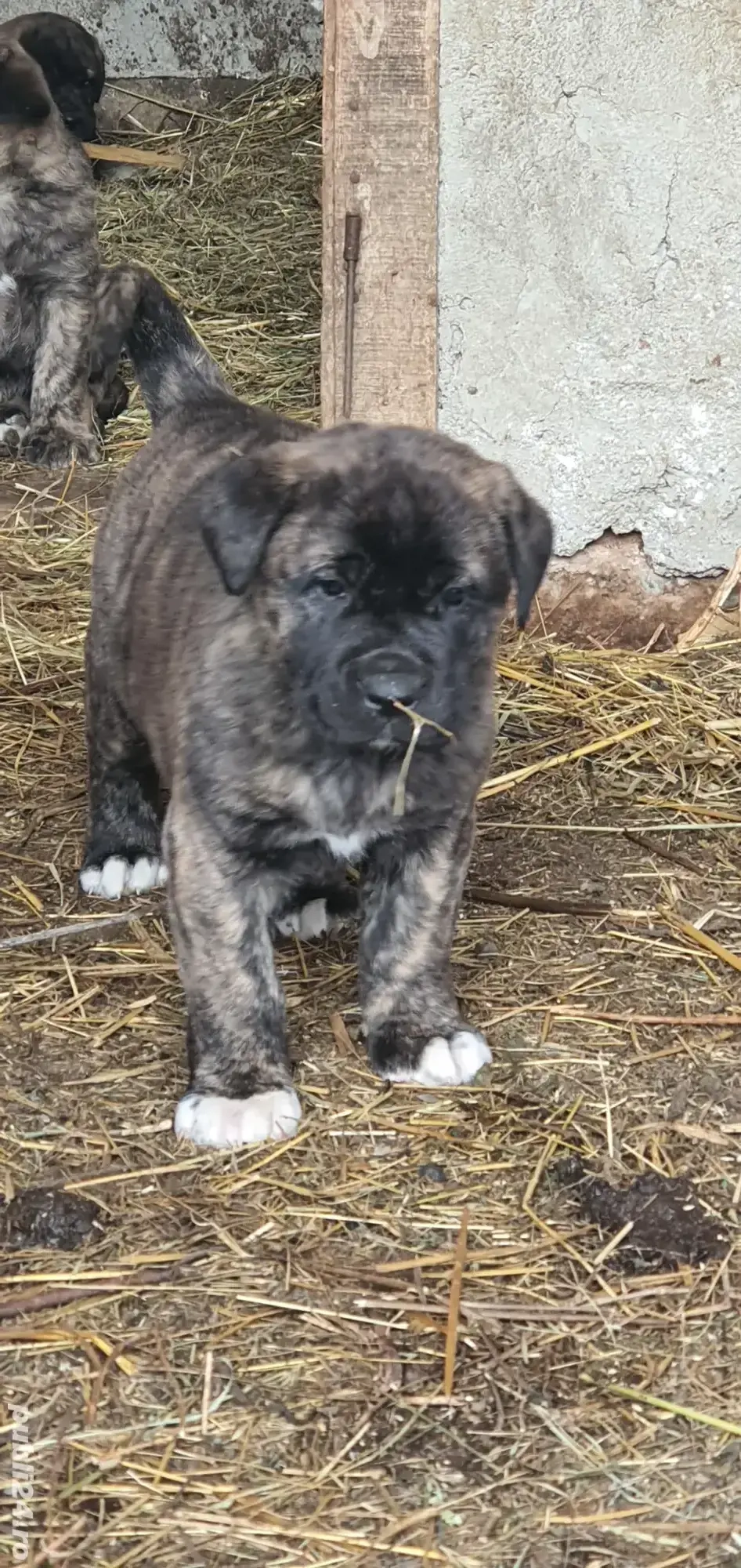 Vand catei kangal x presa canario