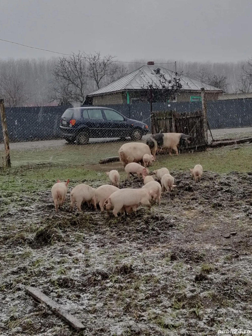 De vânzare purcei și o scroafă