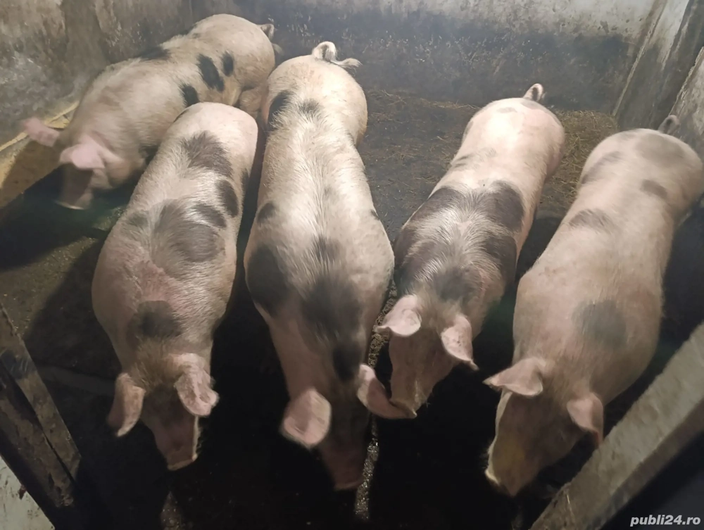 Porci spre vânzare 