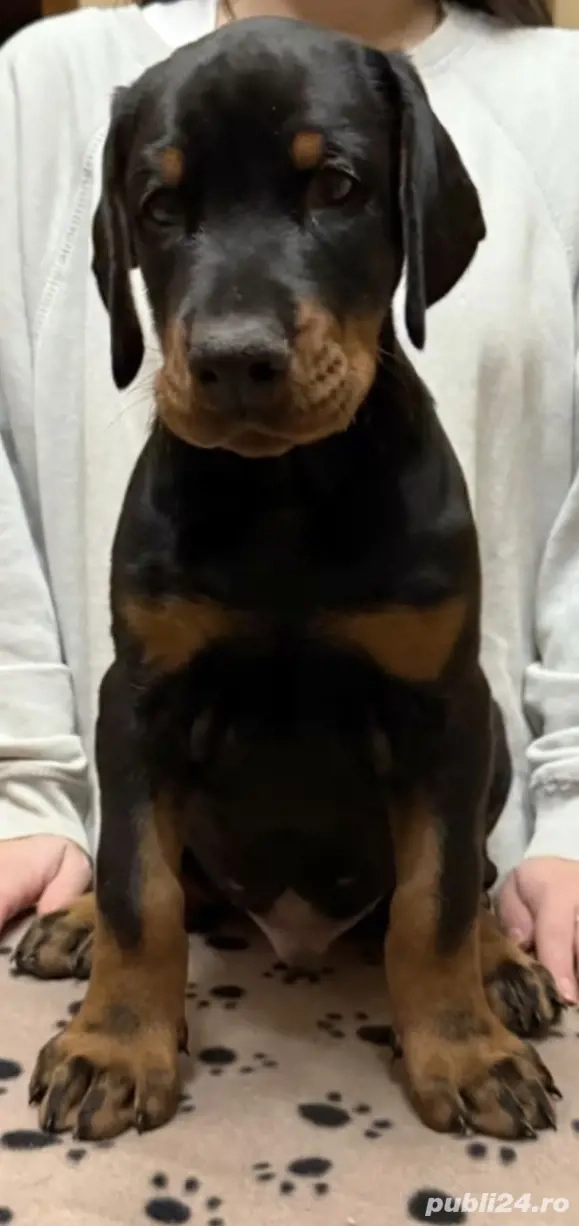 Doberman catel