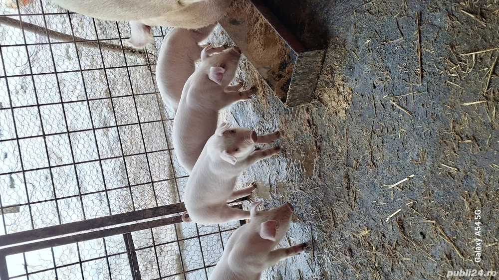 Purcei tn70 cu landras pur 