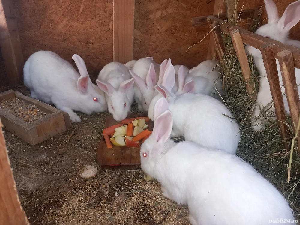 Vând iepuri. Hycole Francez cu Californian 