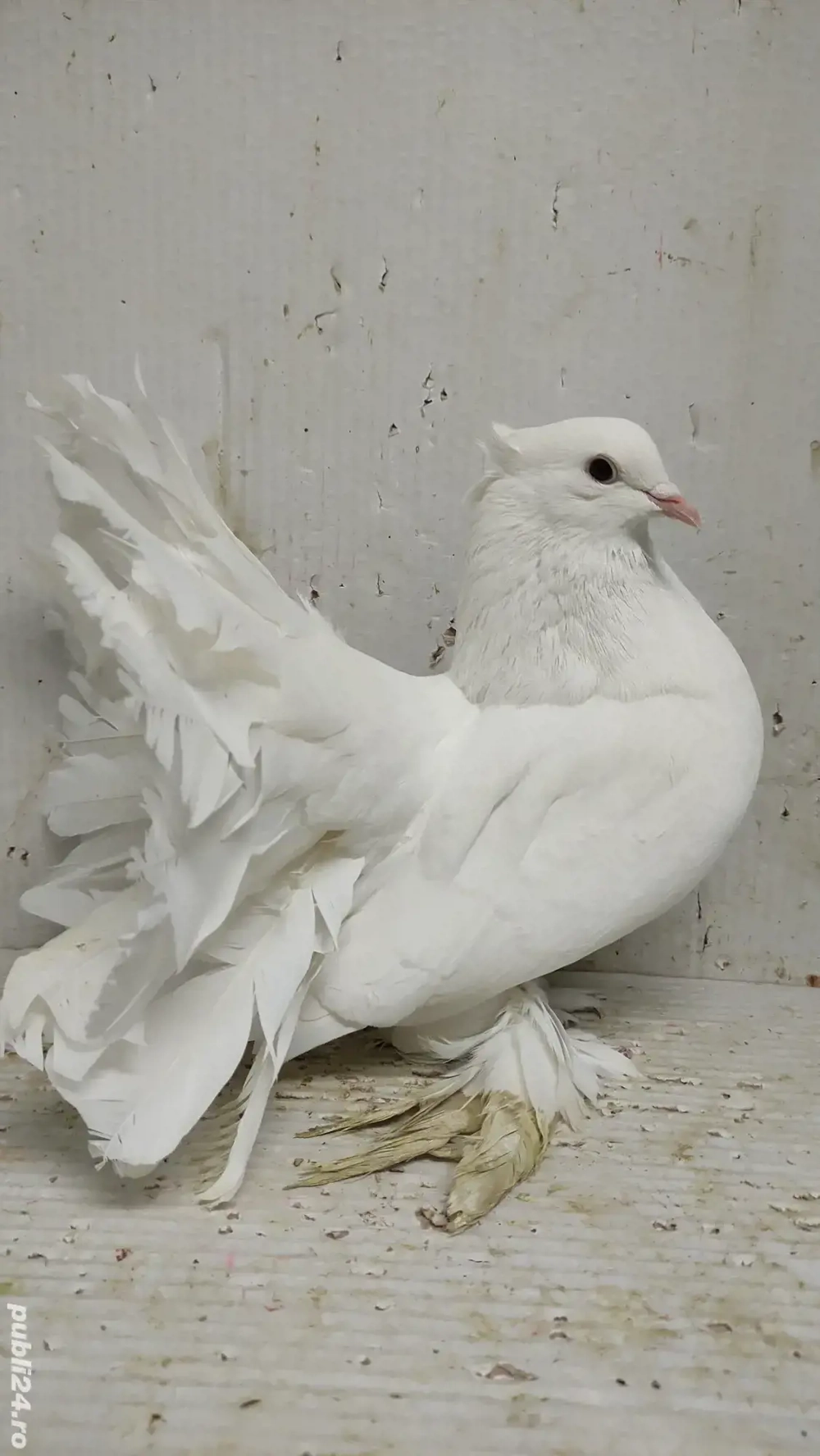 Porumbei voltați indieni 