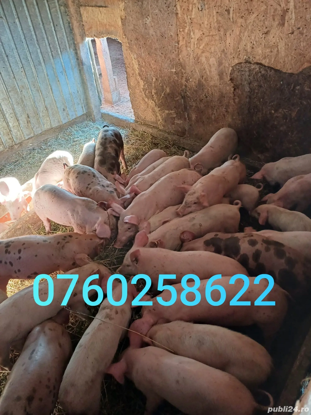 Vând porci peste 30 kg