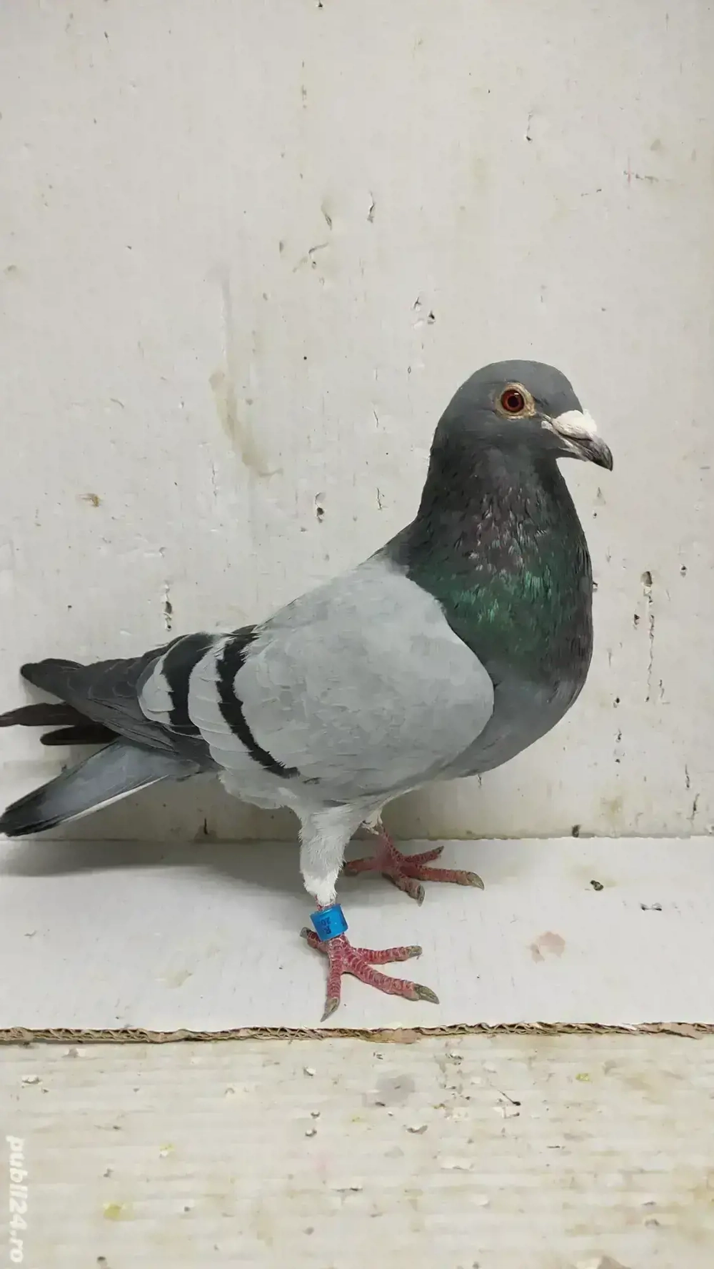 Vand porumbei voiajori tineret 2024