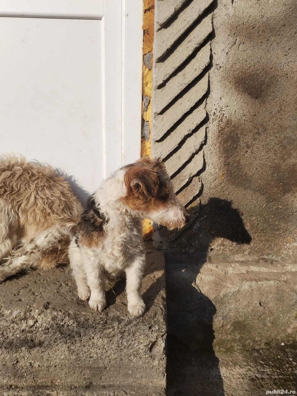 Fox terrier par sarmos