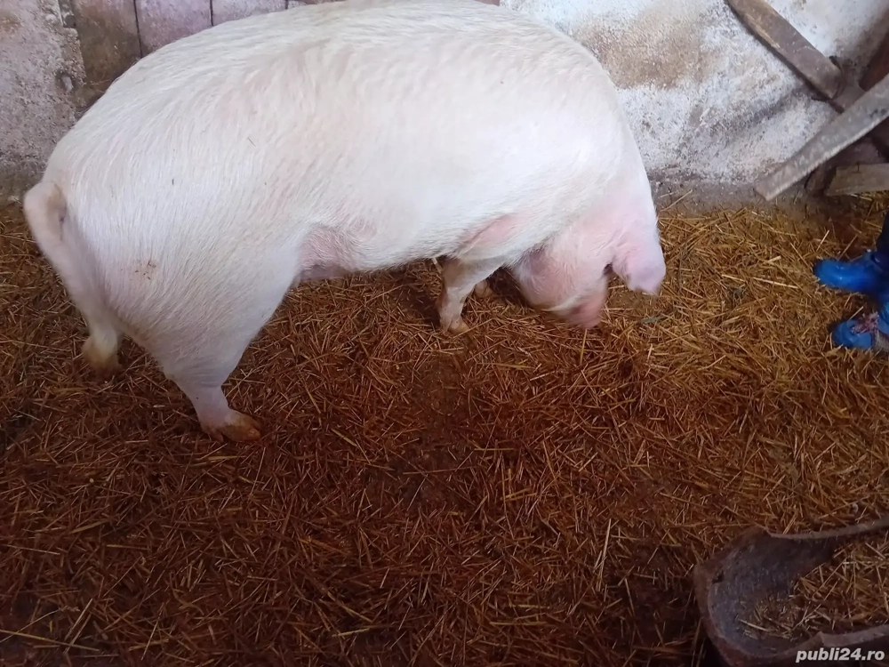 Vand porci, com Varciorog