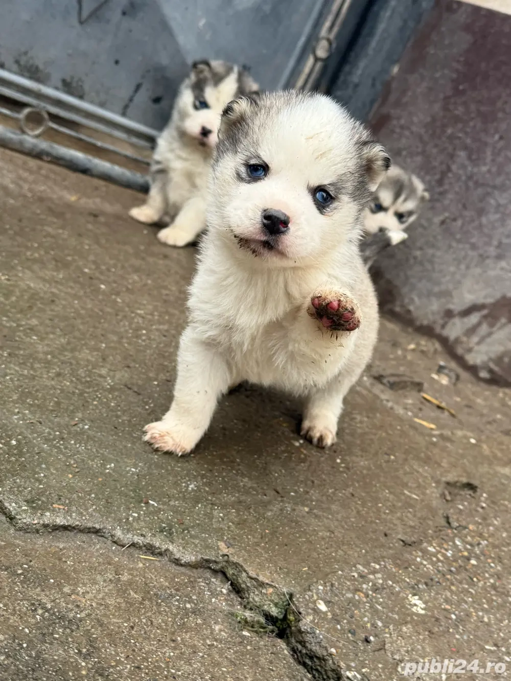 Căței Huscky Siberian