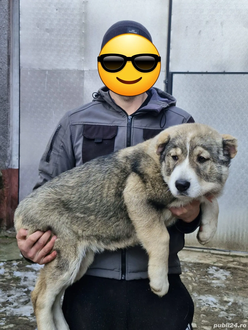 Femela asia ( volkodav )