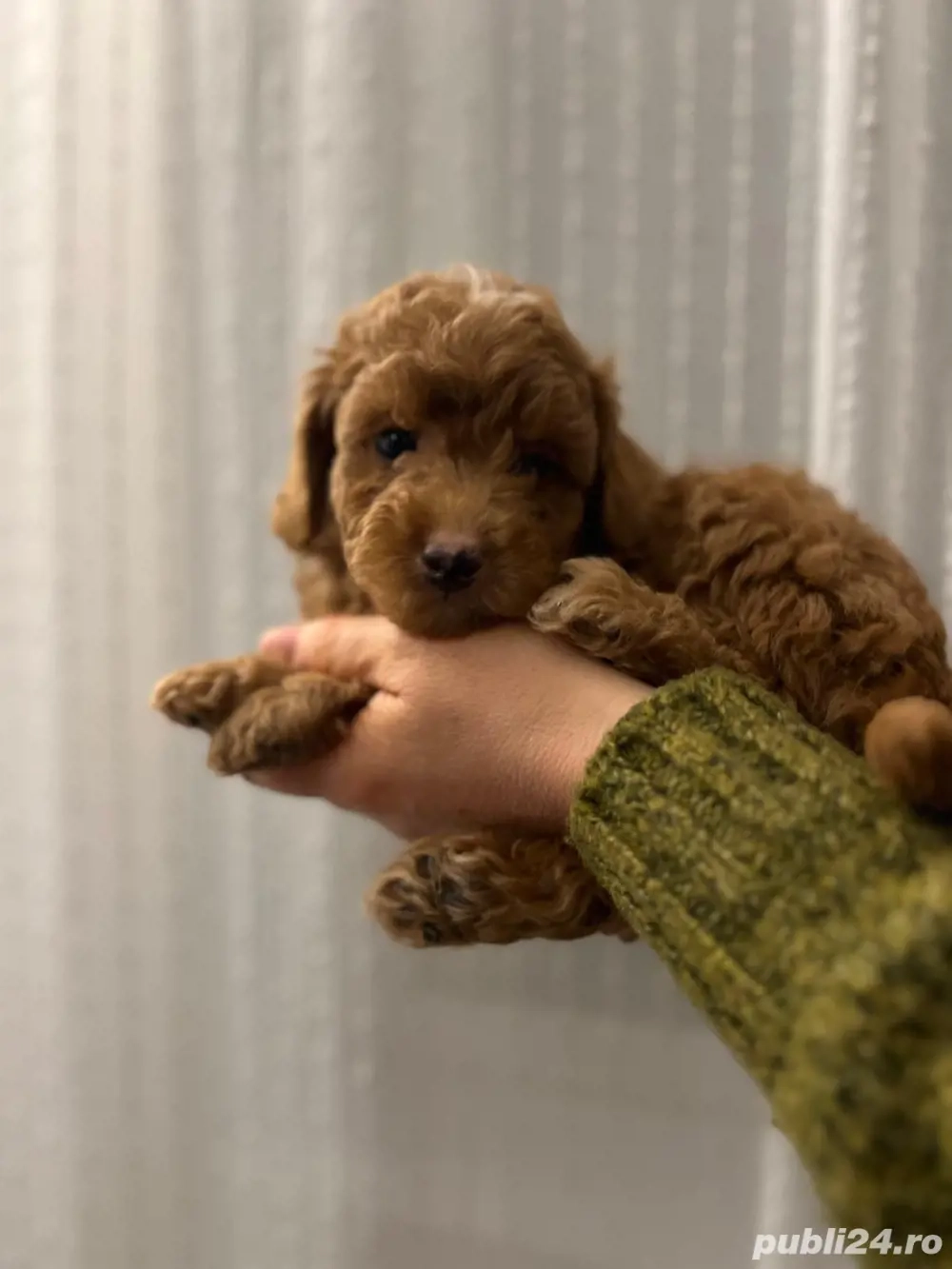 Poodle red fetite si baietei