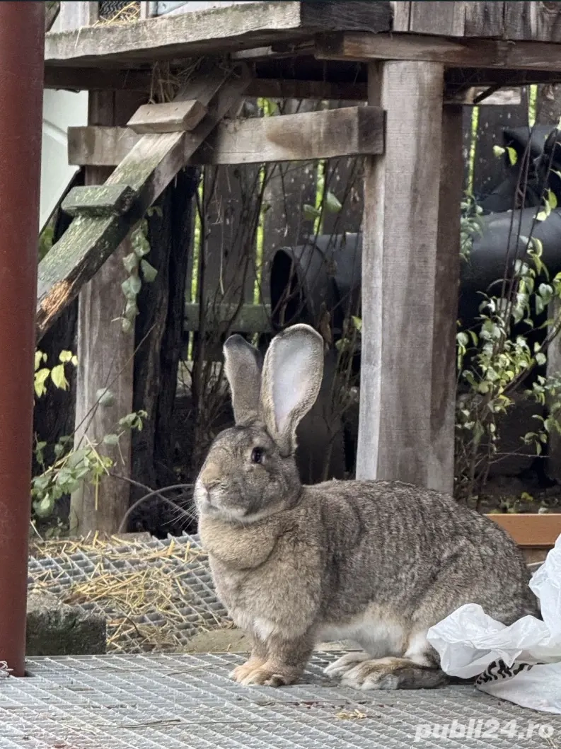 Iepuri urias german atat pui cat si maturi