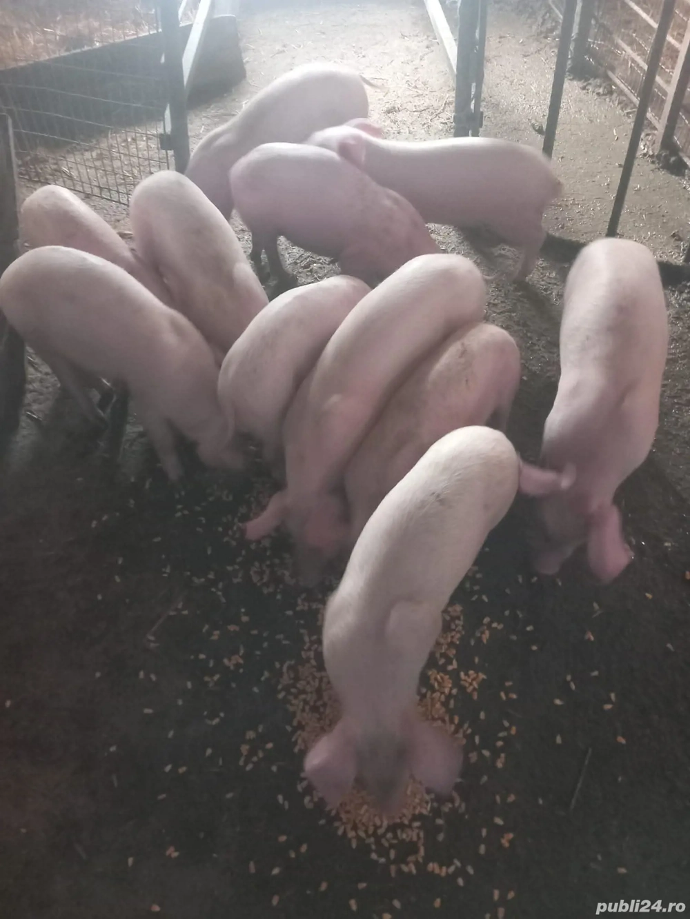 purcei de vânzare 