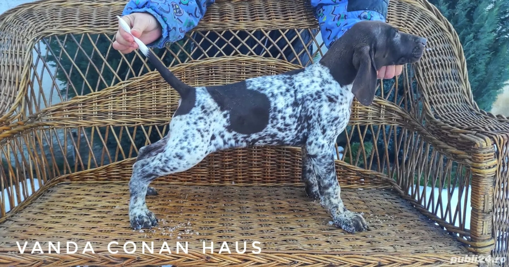 Brac german,părinți campioni