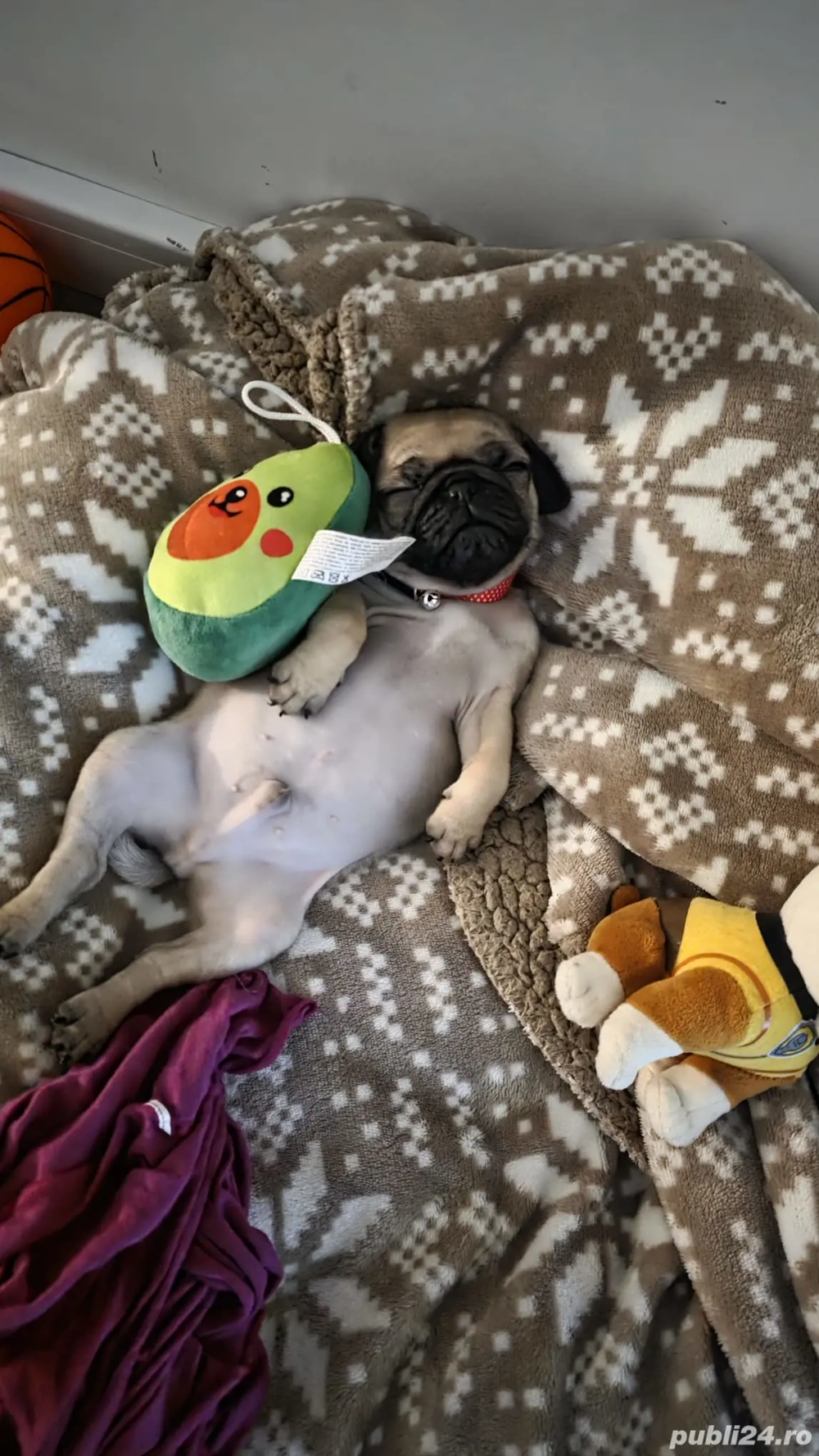 Pui de pug ,baietel 1 luna și jumatate