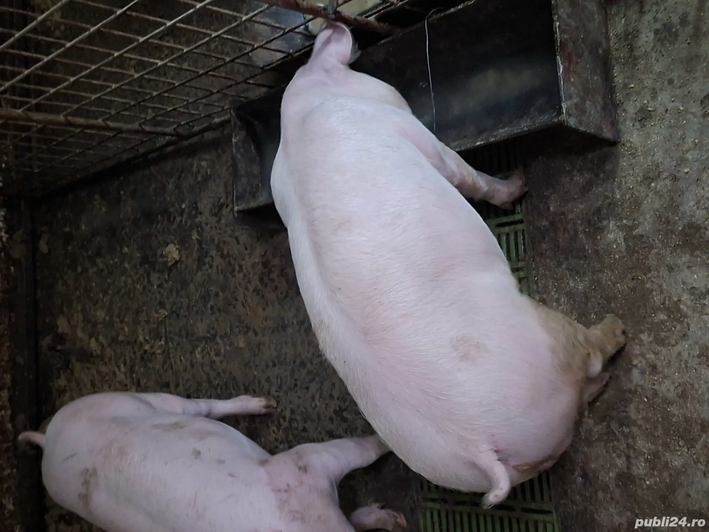 Porc grăsun 70 kg