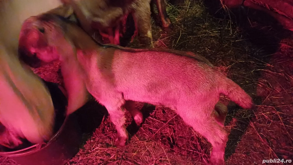 Tapisori anglo nubiene