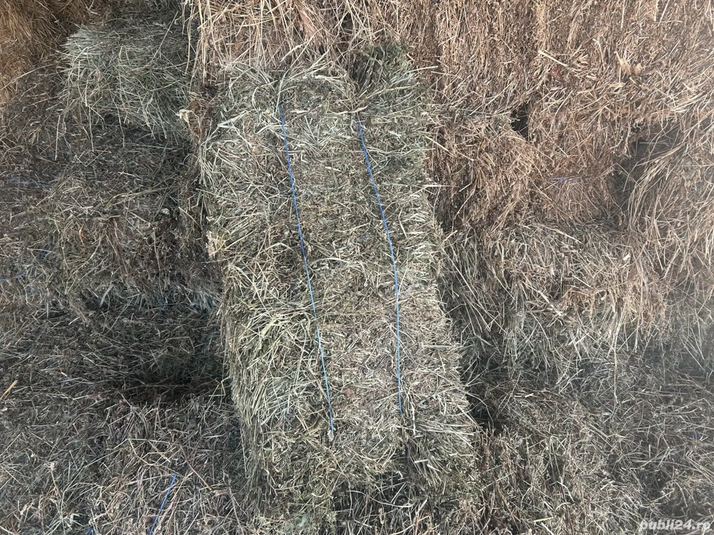 Vând baloți de lucernă 