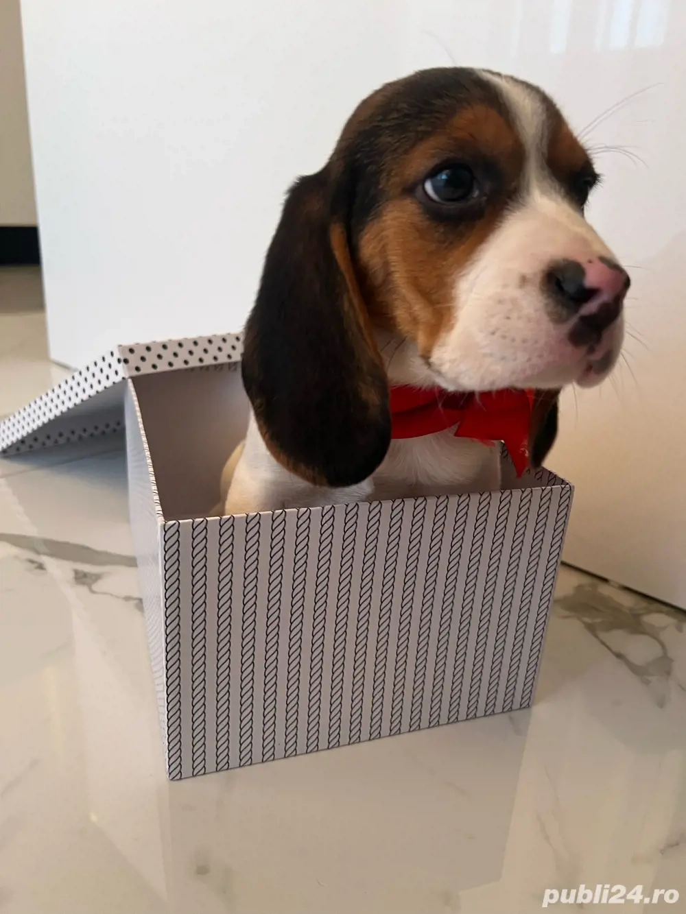 Beagle tricolor 