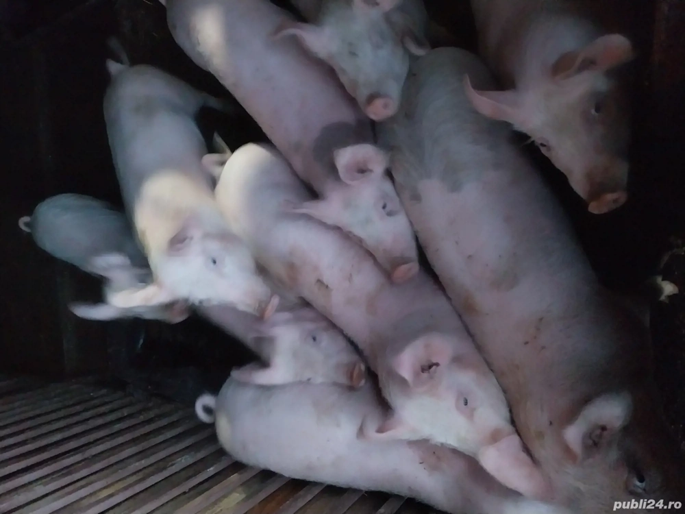 Vand purcei 3 luni jumatate