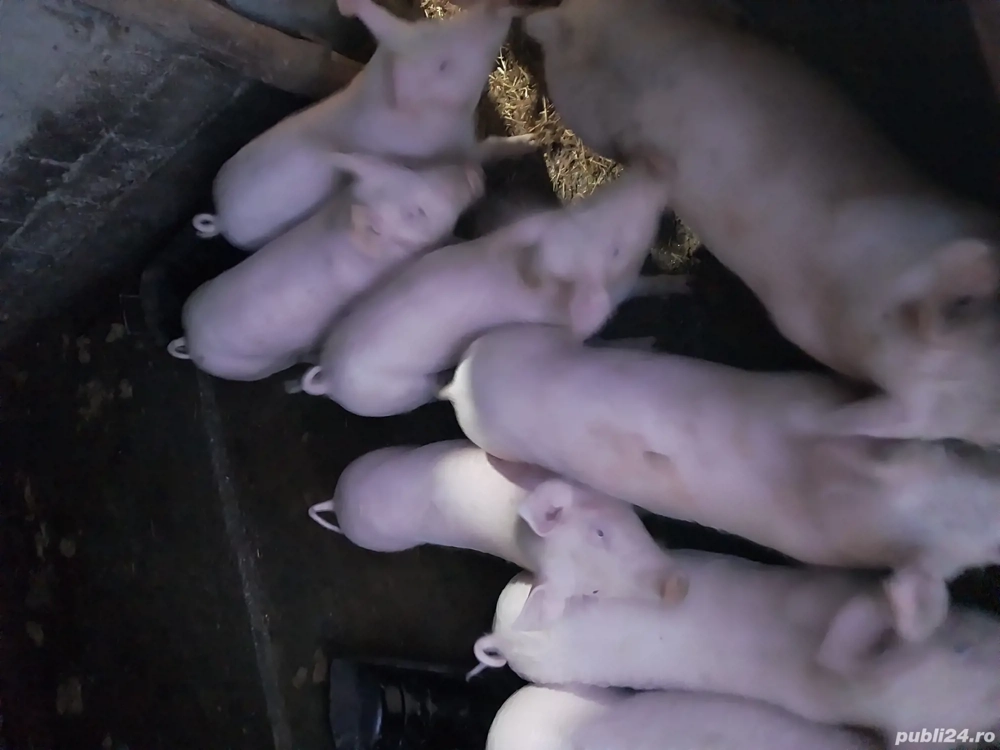 Vand purcei de 5 luni 