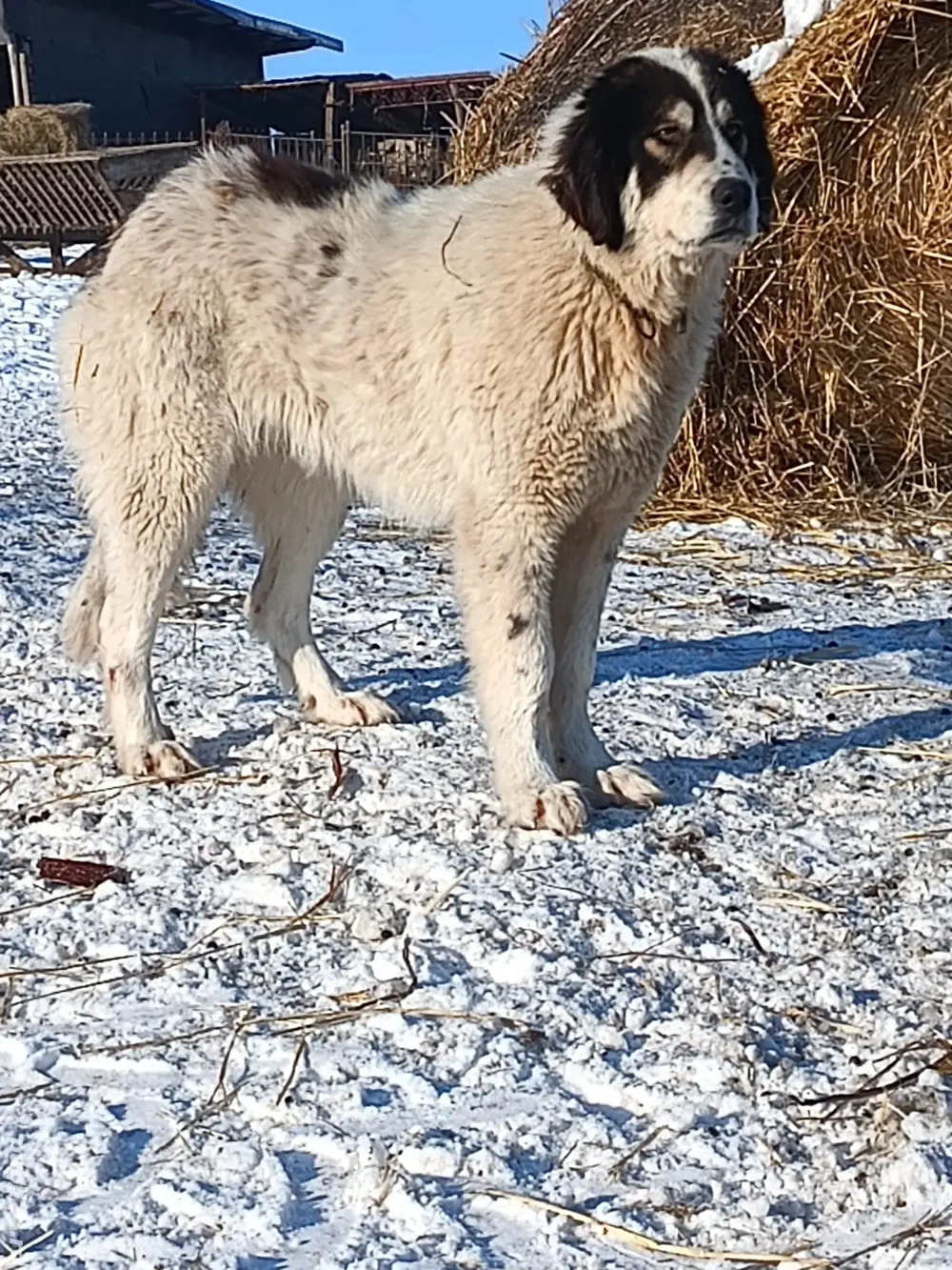 ciobanesc Romanesc de Bucovina