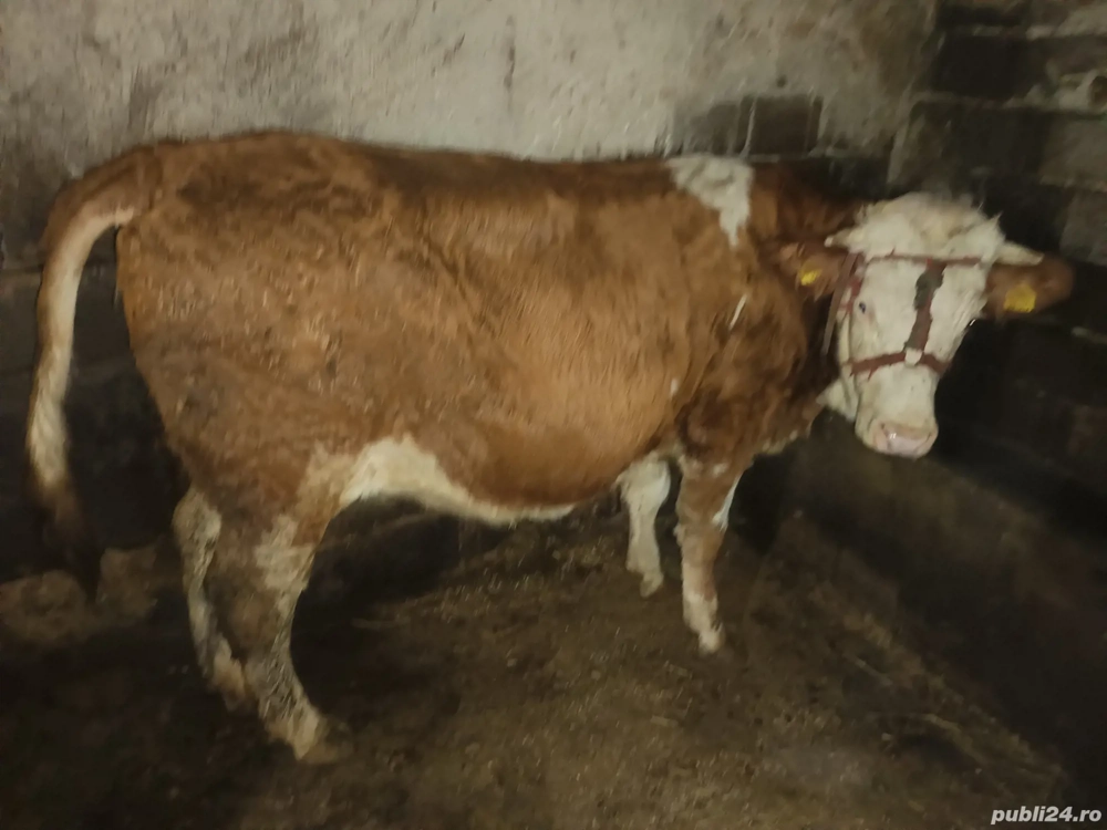 Juninca Bălțata românească gestanta