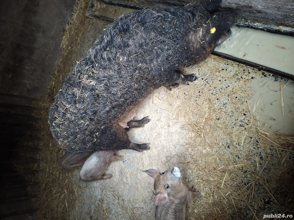 Scrofiță mangalita cu 7 purcei 