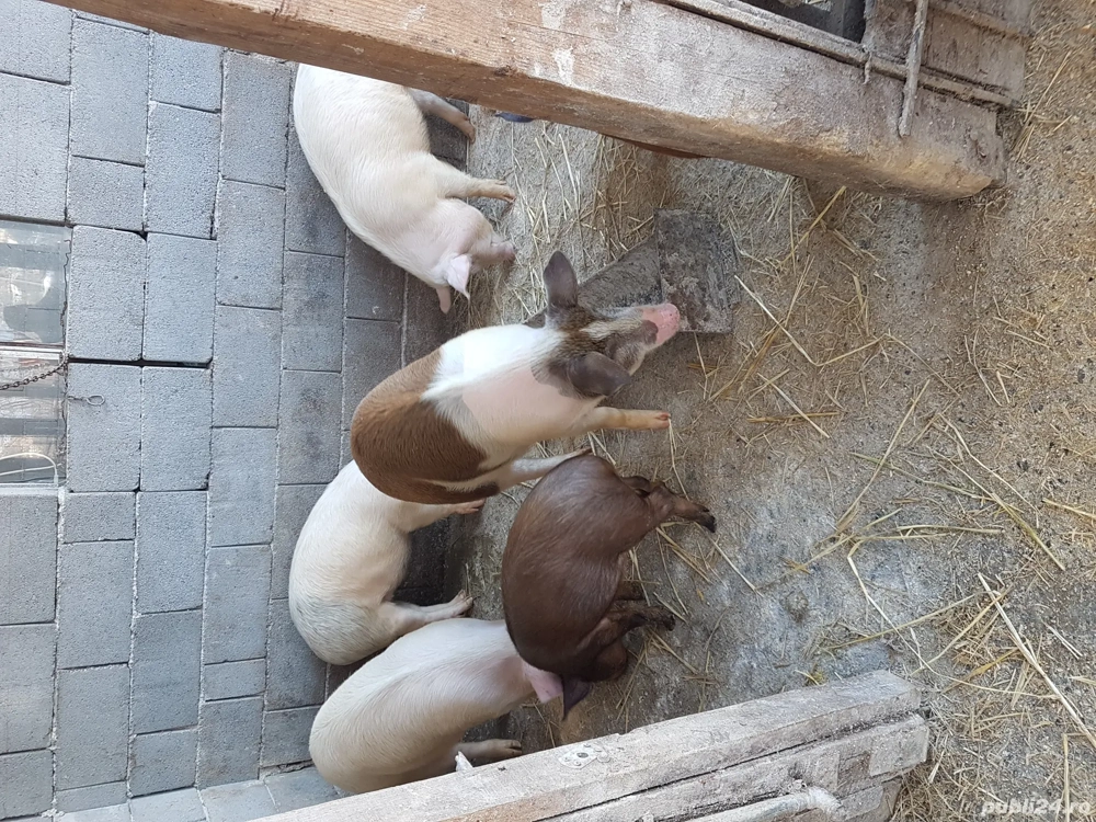 De vânzare șoldani frumoși 