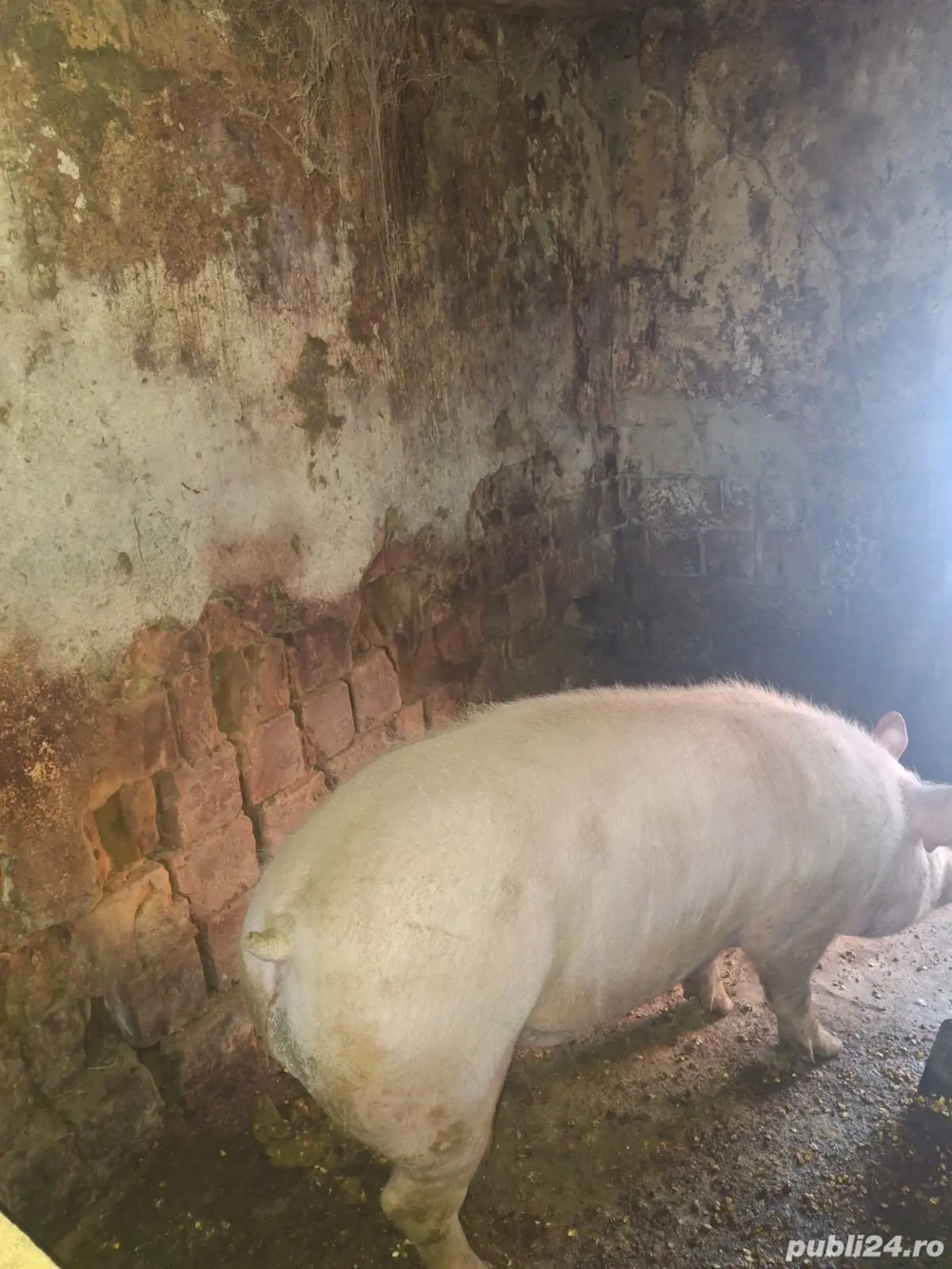 Porci de vânzare crescuți bio