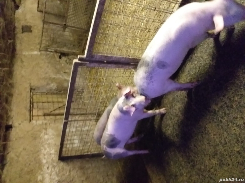 Purcei de vânzare 