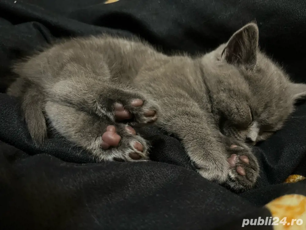 Pisoi British Short Hair 