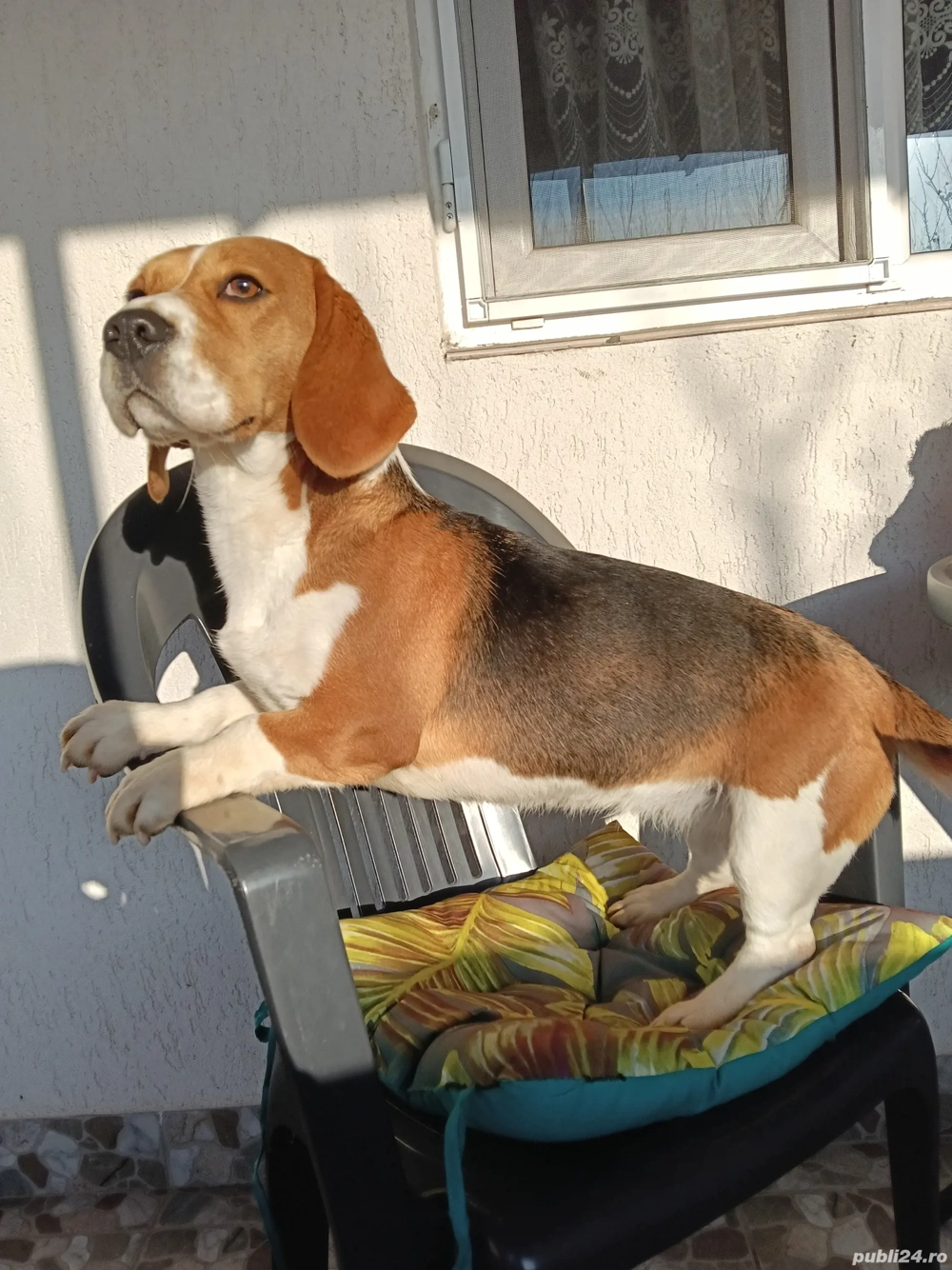 Fetița beagle tricolor