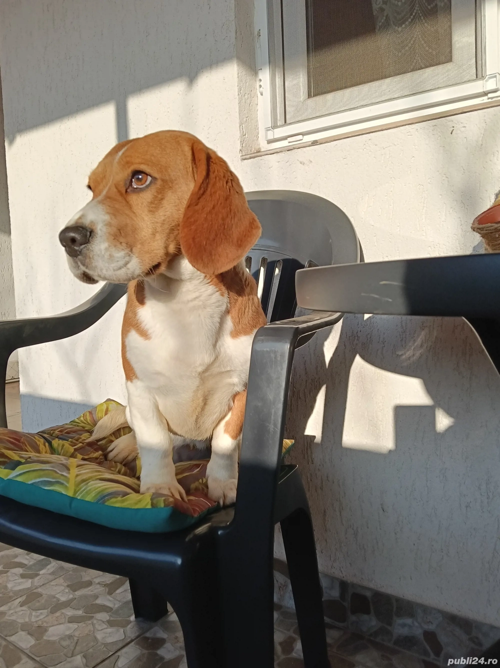 Beagle tricolor fetita 